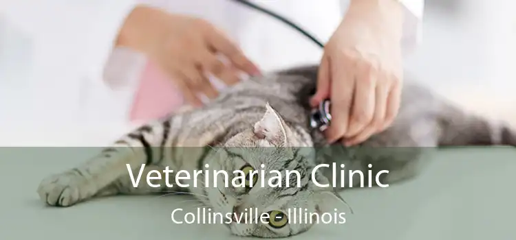 Veterinarian Clinic Collinsville - Illinois