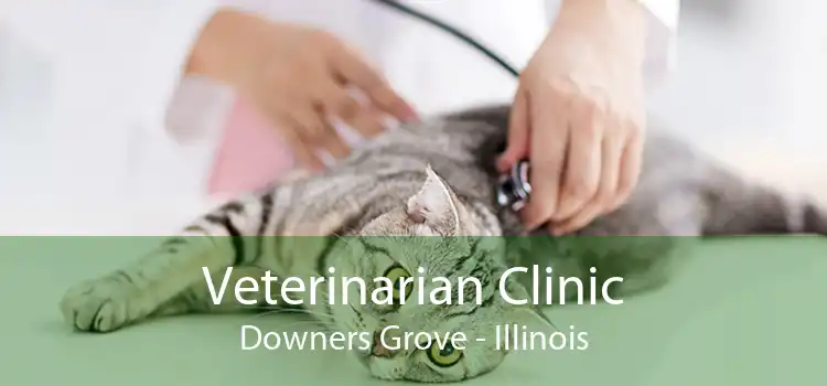Veterinarian Clinic Downers Grove - Illinois
