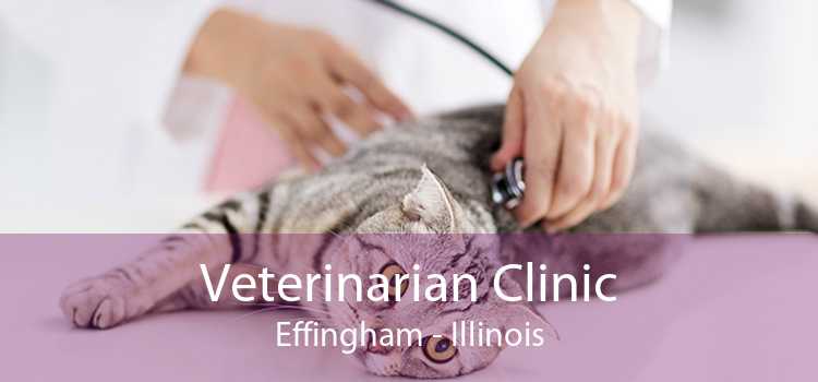 Veterinarian Clinic Effingham - Illinois