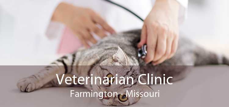 Veterinarian Clinic Farmington - Missouri