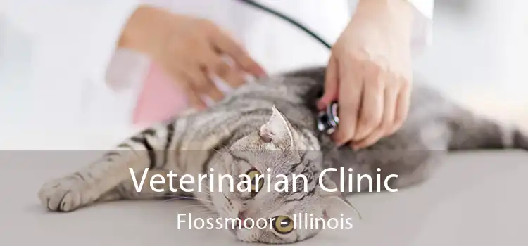 Veterinarian Clinic Flossmoor - Illinois