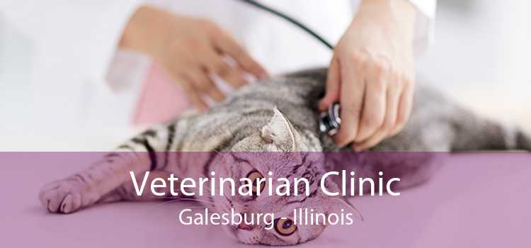 Veterinarian Clinic Galesburg - Illinois