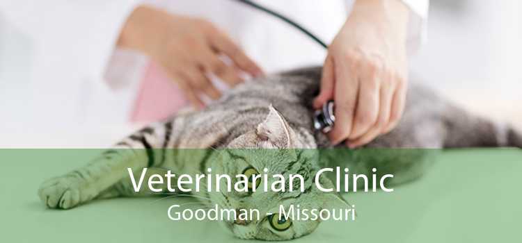 Veterinarian Clinic Goodman - Missouri