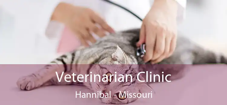 Veterinarian Clinic Hannibal - Missouri