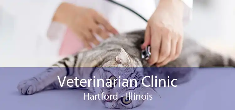 Veterinarian Clinic Hartford - Illinois