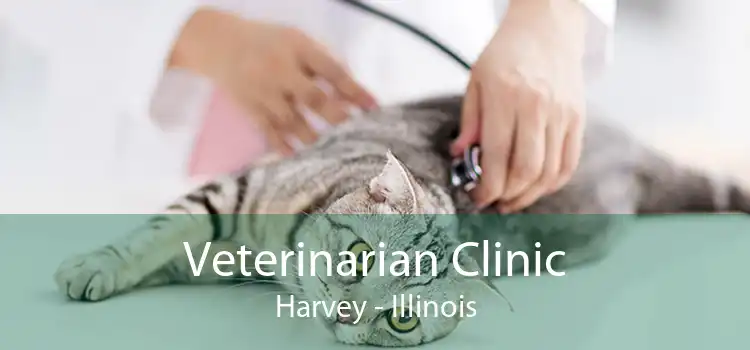 Veterinarian Clinic Harvey - Illinois