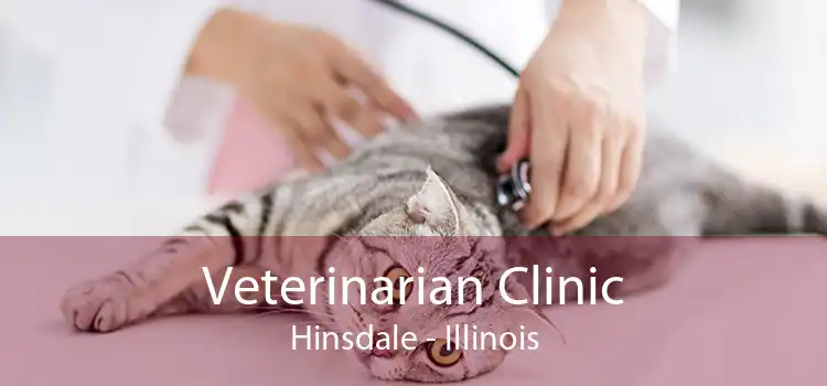 Veterinarian Clinic Hinsdale - Illinois