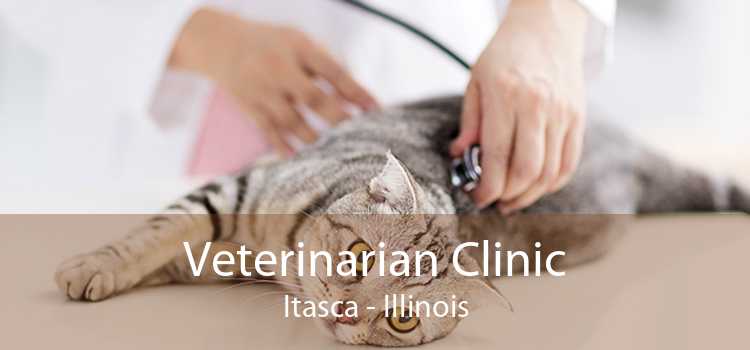 Veterinarian Clinic Itasca - Illinois