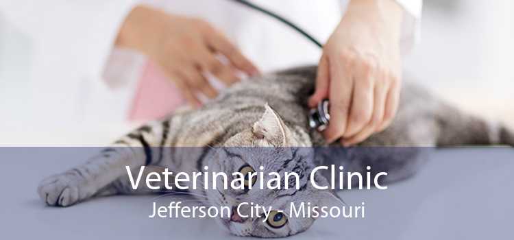 Veterinarian Clinic Jefferson City - Missouri