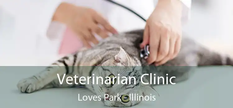 Veterinarian Clinic Loves Park - Illinois