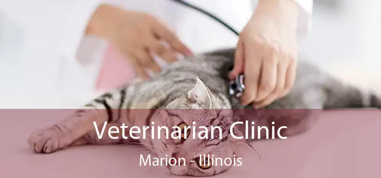 Veterinarian Clinic Marion - Illinois