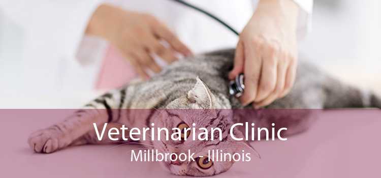 Veterinarian Clinic Millbrook - Illinois