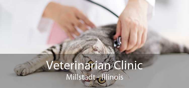 Veterinarian Clinic Millstadt - Illinois