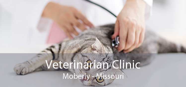 Veterinarian Clinic Moberly - Missouri