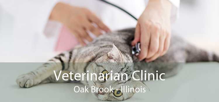 Veterinarian Clinic Oak Brook - Illinois