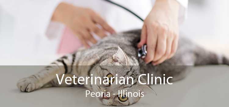 Veterinarian Clinic Peoria - Illinois