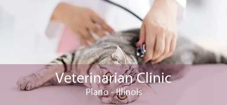Veterinarian Clinic Plano - Illinois