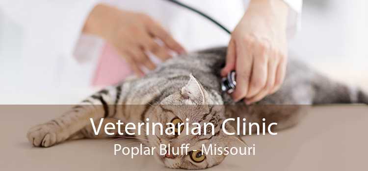 Veterinarian Clinic Poplar Bluff - Missouri