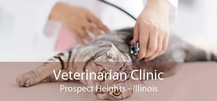Veterinarian Clinic Prospect Heights - Illinois