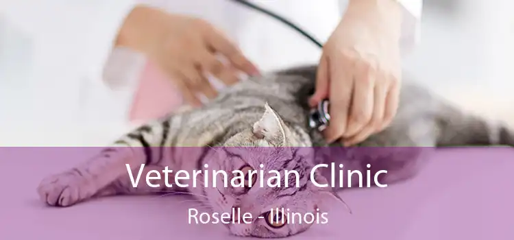 Veterinarian Clinic Roselle - Illinois