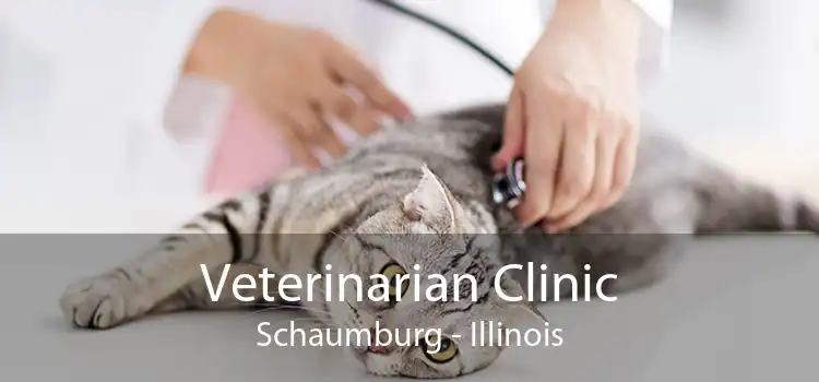 Veterinarian Clinic Schaumburg - Illinois