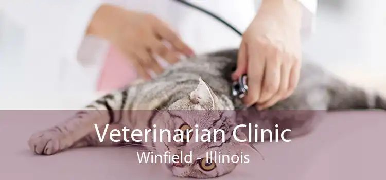 Veterinarian Clinic Winfield - Illinois