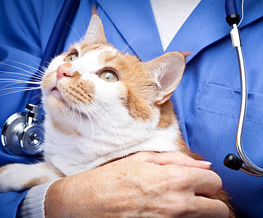 Veterinarian Clinic Orland Park - Emergency Vet And Pet Clinic Near Me