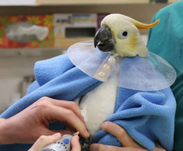 Bird Vet in Columbia