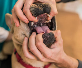 dog dentist in Dolton