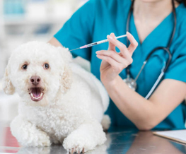 dog vaccinations in Winnetka