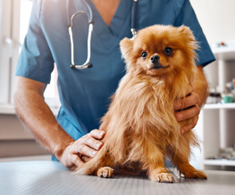 Veterinarian Clinic Orland Park - Emergency Vet And Pet Clinic Near Me