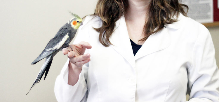 bird regular veterinary dispensary