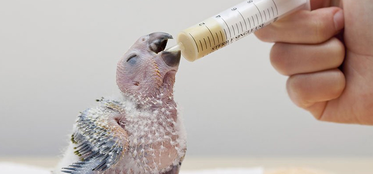 bird regular veterinary clinic in Racine clinic