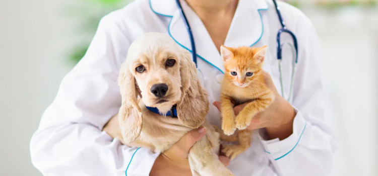 24/7 Vet Emergency Vet operation in St. Charles